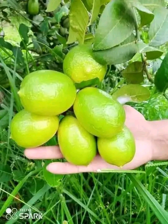 1690711273040.jpg