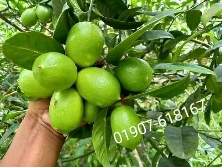 1690711289987.jpg