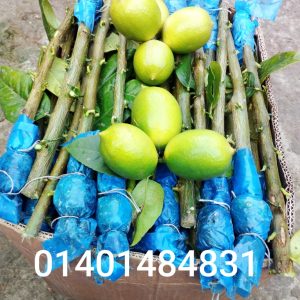 ১০০ পিস – ২৫০০ টাকা গুটি কলম