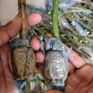২০ পিস - ৫০০ টাকা গুটি কলম